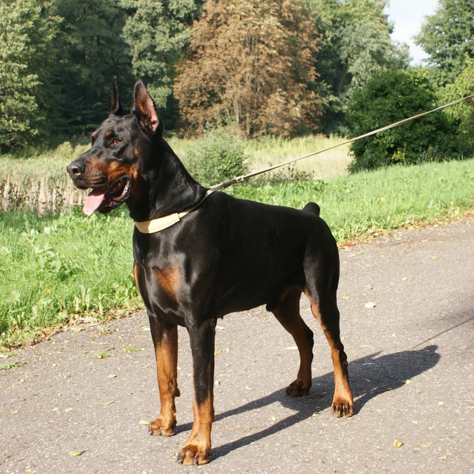 Mehki usnjeni razstavni povodec Dingo – naravna - slika 2