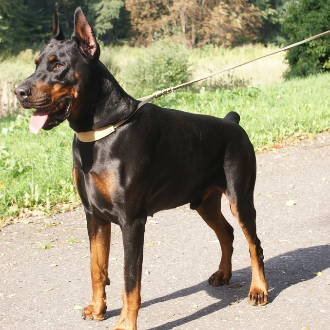 Mehki usnjeni razstavni povodec Dingo – naravna - slika 3