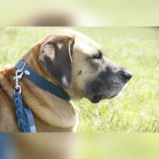 Naravni mehki pleteni usnjeni povodec Dingo – temno modra - slika 2