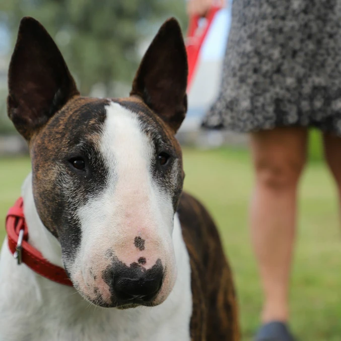 Nastavljiv usnjen povodec Classic Dingo – črna - slika 3