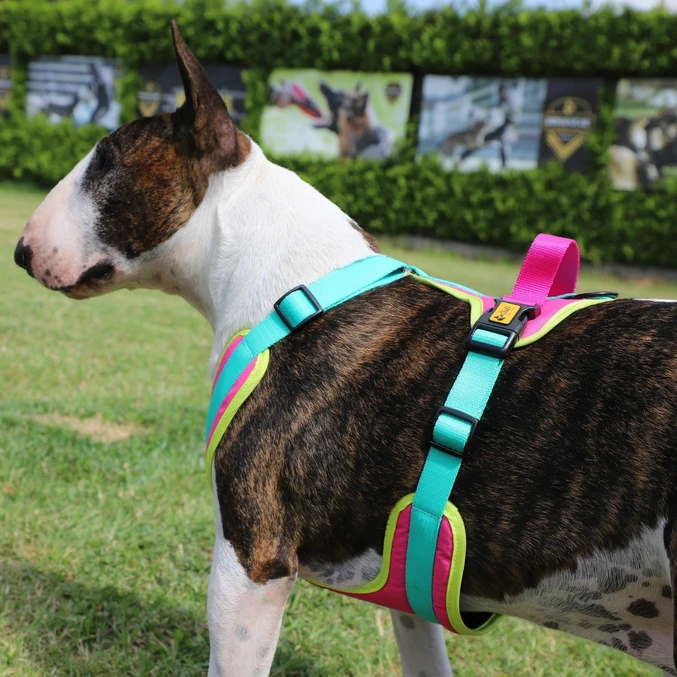 Oprsnica Active No-Pressure za pse Dingo – Brasil - slika 2