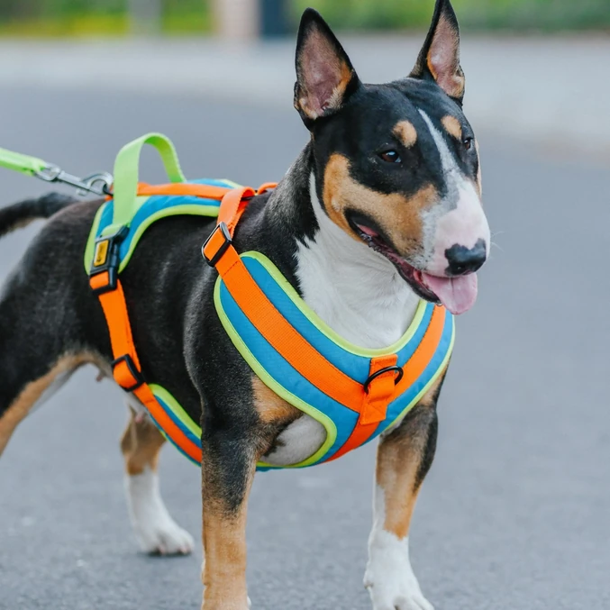 Oprsnica Active No-Pressure za pse Dingo – Sydney - slika 3