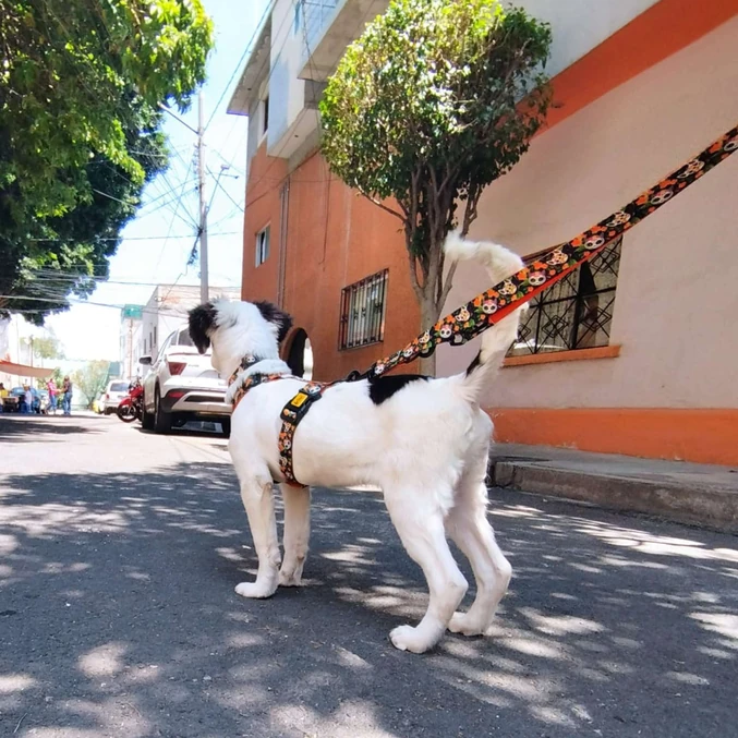 Oprsnica City Chiapas Guard Dingo - slika 3