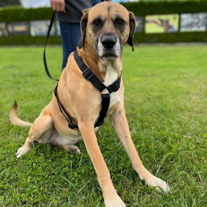 Oprsnica Guard Fred iz PP-traku Dingo – kaki - slika 5
