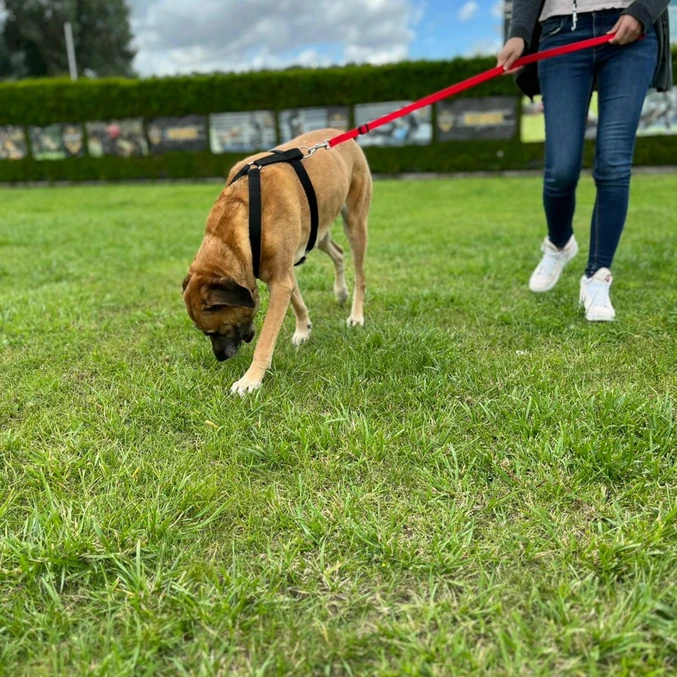 Oprsnica Guard Fred iz PP-traku Dingo – modra - slika 2