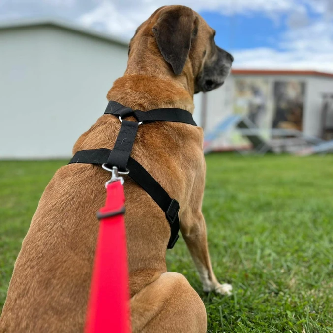 Oprsnica Guard Fred iz PP-traku Dingo – modra - slika 3