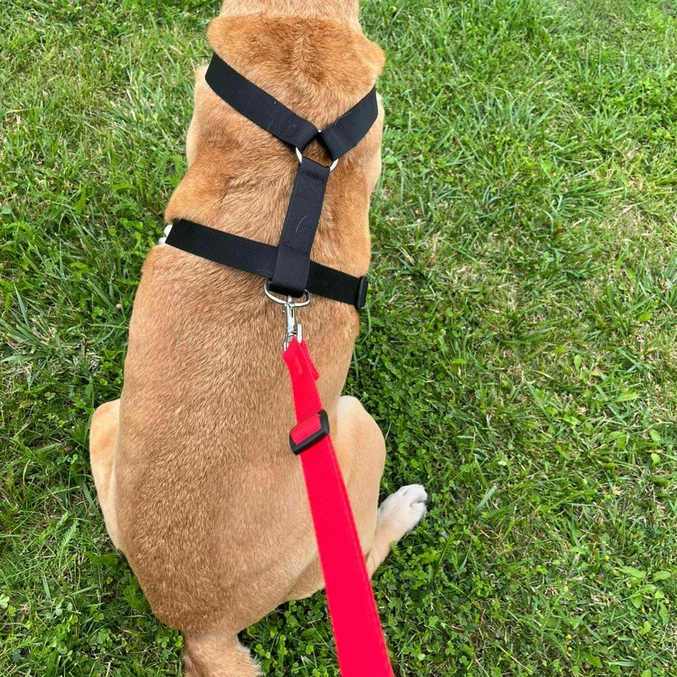 Oprsnica Guard Fred iz PP-traku Dingo – modra - slika 4