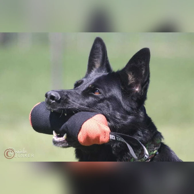 Trening igrača valj iz nylcota 25 × 8 cm Dingo Gear – oranžno-črna - slika 2
