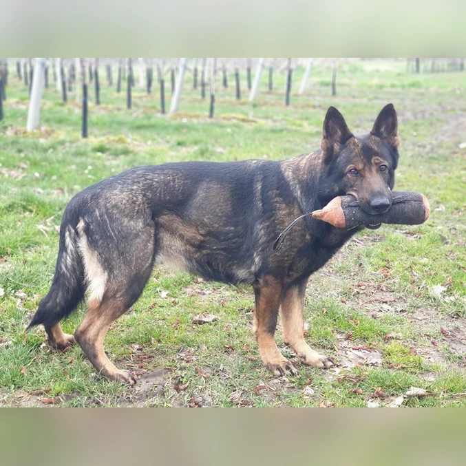 Trening igrača valj iz nylcota 25 × 8 cm Dingo Gear – oranžno-črna - slika 3
