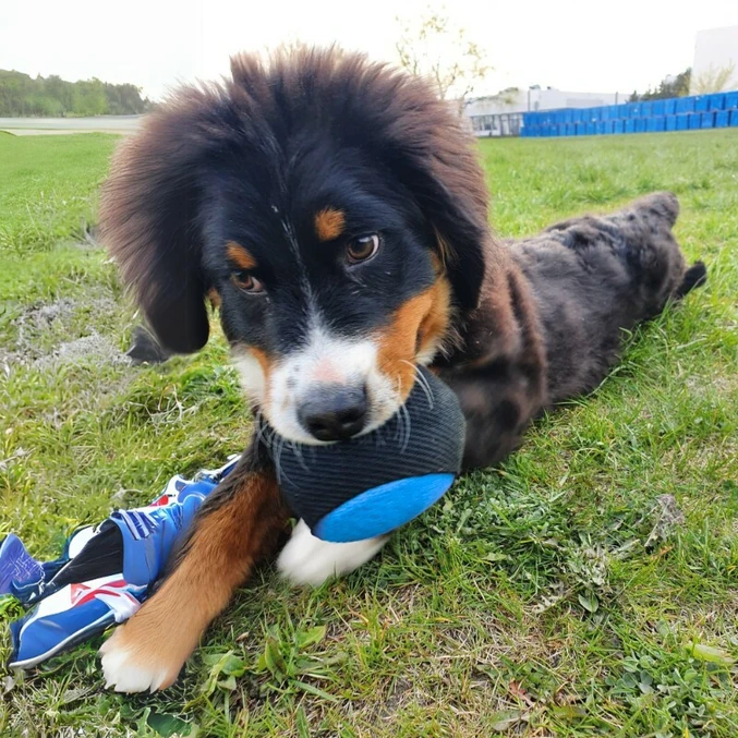 Trening žoga iz nylcota z ročajem 65 cm Dingo Gear – modro-črna - slika 2