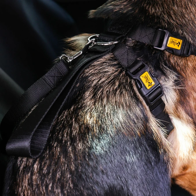 Varnostni pas za psa Dingo – črna - slika 3