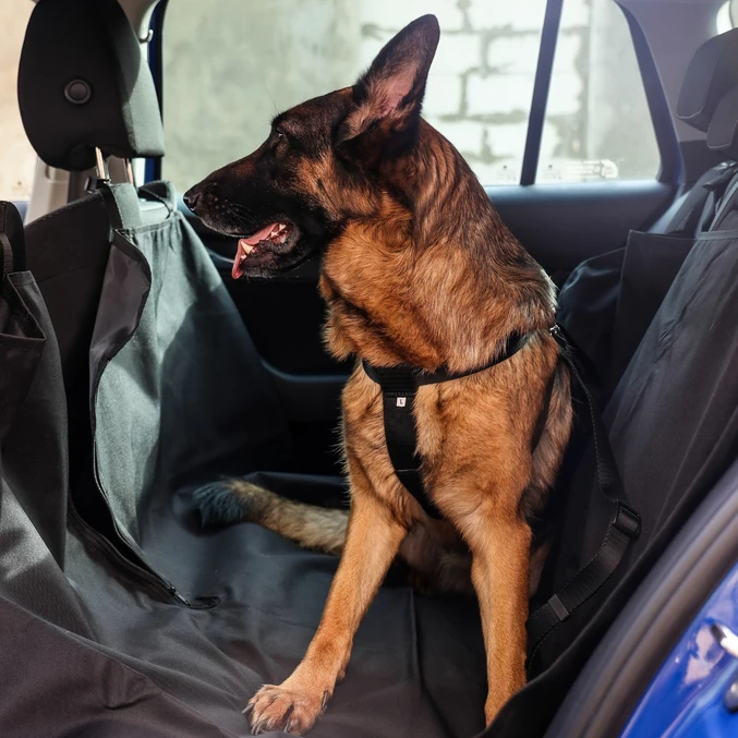 Varnostni pas za psa Dingo – črna - slika 4