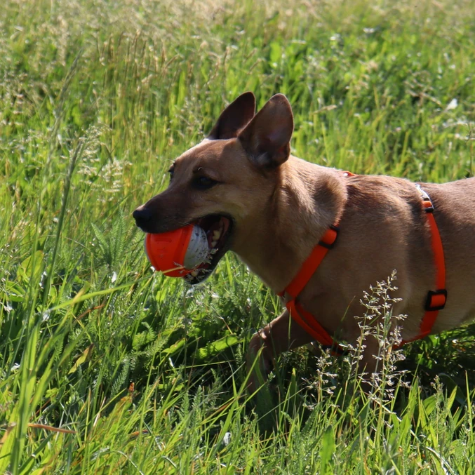 Zobna TPR žoga za pse Dingo – oranžna - slika 2