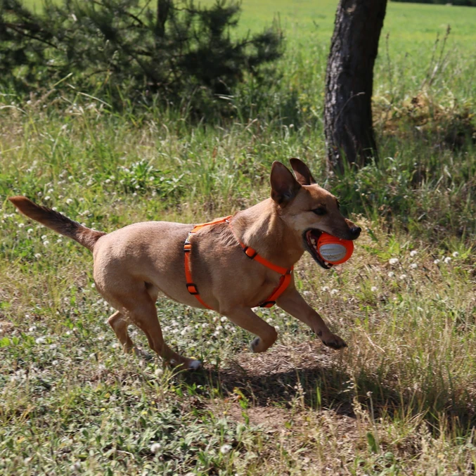 Zobna TPR žoga za pse Dingo – oranžna - slika 3