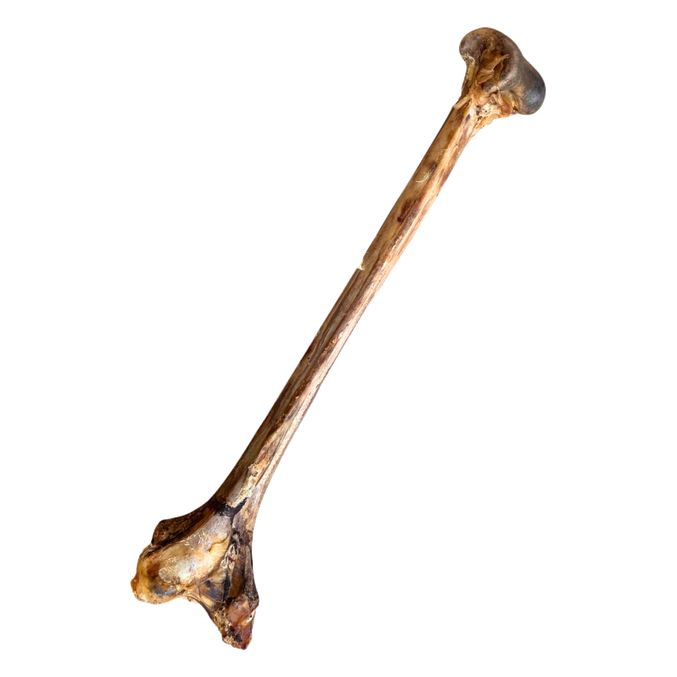 Zračno sušena nojeva kost Dino za pse Whizzopet (1 kos) - slika 2
